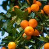 20 TANGERINE Mandrin Orange Citrus Reticulata Fruit Tree Seeds
