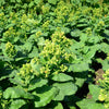250 AZTEC TOBACCO Midewiwan Sacred Nicotiana Rustica Yellow Flower Herb Seeds