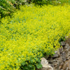 100 LADYS MANTLE Alchemilla Mollis Flower Seeds