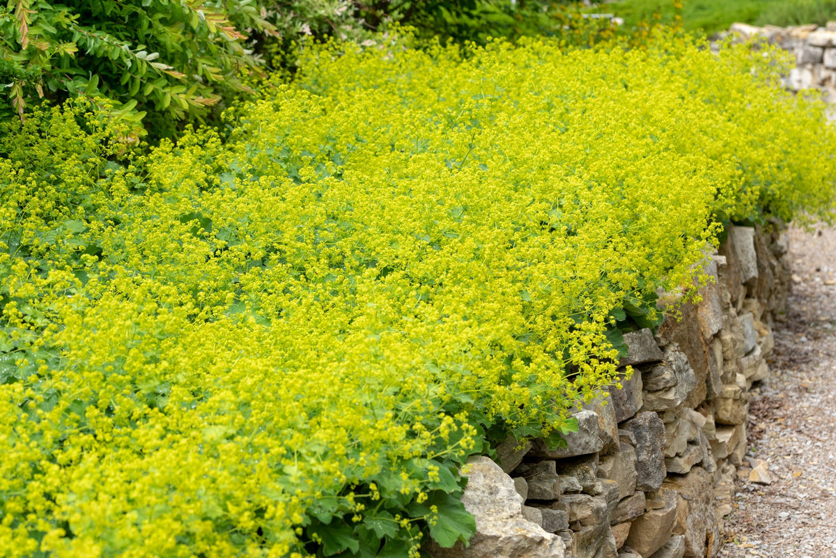 Ladys Mantle Seeds – Alchemilla Mollis Flower – photo 3