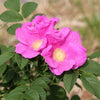 Pink Cinnamon Rose Seeds – Bush Amur Rosa Davurica Fragrant Flower – photo 3