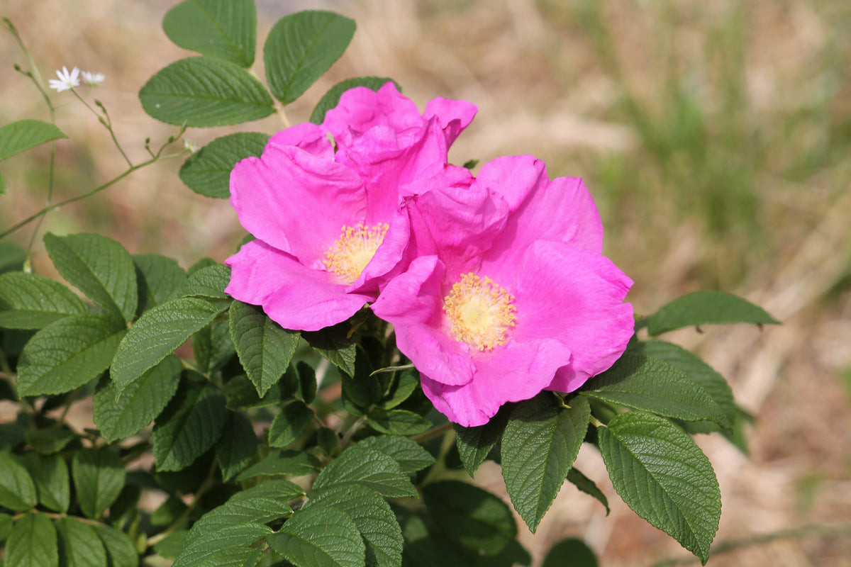 Pink Cinnamon Rose Seeds – Bush Amur Rosa Davurica Fragrant Flower – photo 3