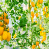 40 BANANA LEGS TOMATO Heirloom Yellow Lycopersicon Fruit Vegetable Seeds