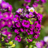 Easter Bonnet Alyssum Seeds – Lobularia Maritima Bright Purple Flower – photo 11