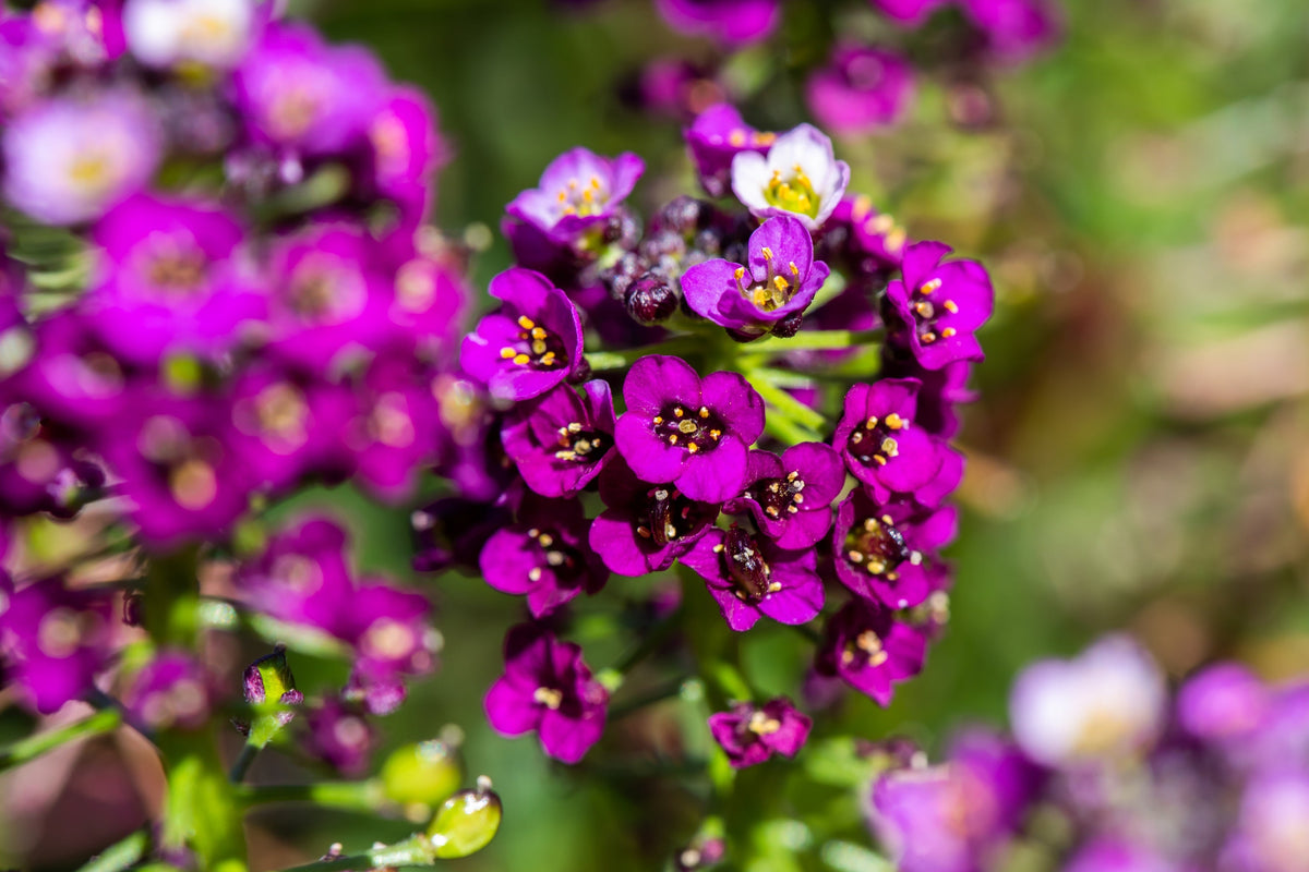 Easter Bonnet Alyssum Seeds – Lobularia Maritima Bright Purple Flower – photo 11