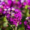 Easter Bonnet Alyssum Seeds – Lobularia Maritima Bright Purple Flower – photo 5