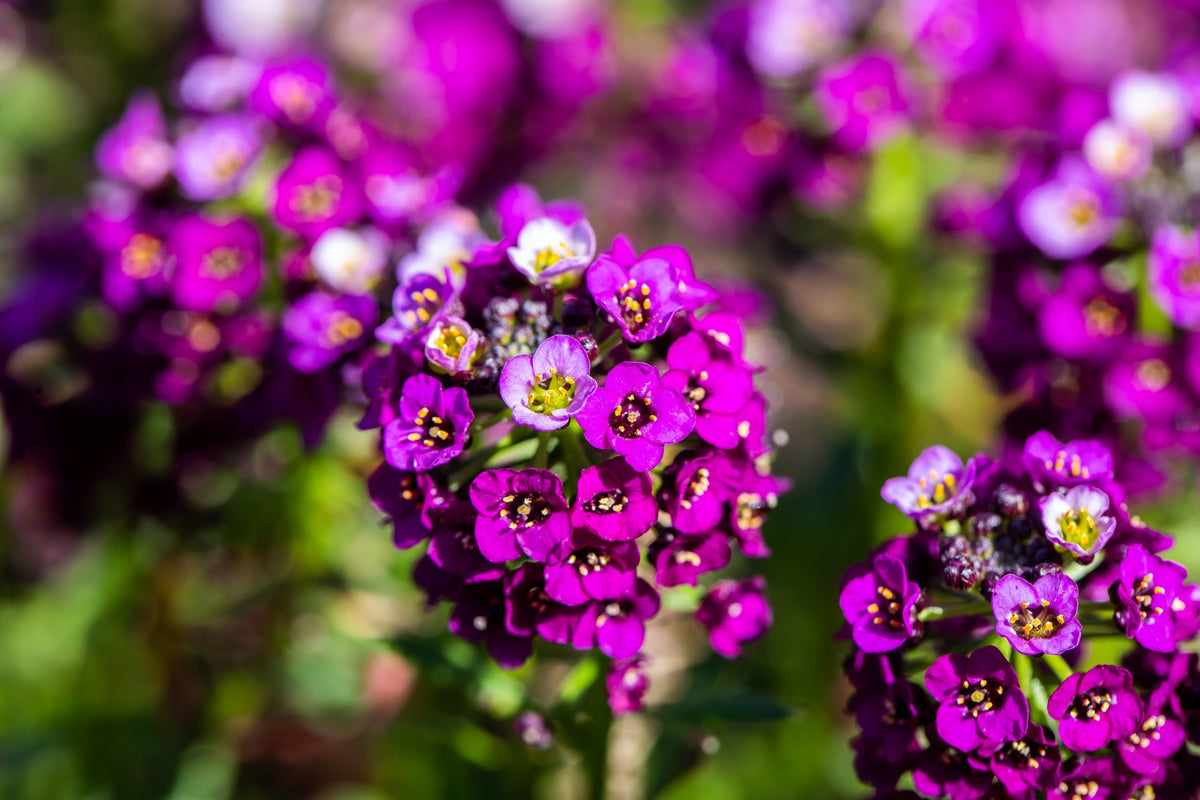 Easter Bonnet Alyssum Seeds – Lobularia Maritima Bright Purple Flower – photo 5
