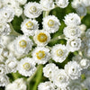 100 PEARLY EVERLASTING Anaphalis Margaritacea Fragrant Butterfly Flower Seeds