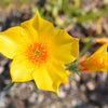 300 YELLOW BLAZING STAR Mentzelia Lindleyi Bartonia Evening Star Native Flower Seeds