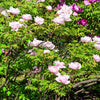 10 TREE PEONY Mountain Paeony Paeonia Suffruticosa Arborea Mixed Colors Red Pink White Purple Yellow Bicolor Flower Shrub Seeds
