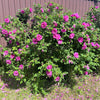 50 Pink BEACH ROSE aka Seaside or Sand Rose, Beach Tomato Rosa Rugosa Huge Red Hips Flower Seeds