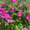 50 Pink BEACH ROSE aka Seaside or Sand Rose, Beach Tomato Rosa Rugosa Huge Red Hips Flower Seeds
