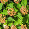 50 PACIFIC NINEBARK Physocarpus Capitatus Western Ninebark Native White Pink Red Flower Shrub Seeds
