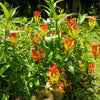 10 RED GLORIOSA LILY Flame Lily Gloriosa Superba Red & Yellow Flower Vine Seeds