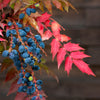 20 OREGON GRAPE Holly Fruit Vine Hollyleaved Barberry Mahonia Aquifolium Seeds