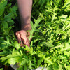 2000 ARUGULA Eruca Vesicaria Sativa Greens Vegetable Seeds