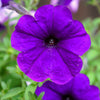 100 PURPLE PETUNIA Hybrida Pollinator Garden Container Flower Seeds