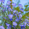 100 BLUE FLAX (Prairie Flax / Lewis Blue Flax) Linum Perenne Lewisii Flower Seeds