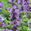 500 PURPLE ANISE HYSSOP (Licorice Mint / Blue Giant) Agastache Foeniculum Herb Flower Seeds
