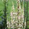 100 WHITE BLUSH VERBASCUM Blattaria Albiflorum Moth Mullein Flower Seeds