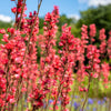 100 HEUCHERA FIREFLY Coral Bells Heuchera Sanguinea Red Flower Shade Seeds