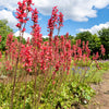 100 HEUCHERA FIREFLY Coral Bells Heuchera Sanguinea Red Flower Shade Seeds