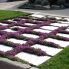 100 Walk On Me CREEPING THYME Thymus Serpyllum Herb Flower Seeds