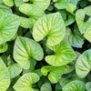 25 WILD GINGER Asarum Canadense Canadian Heart Snakeroot Flower Herb Seeds