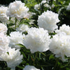 5 GARDEN PEONY Paeonia Lactiflora Red Pink White Mix Chinese Peony Flower Seeds