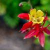 100 WILD/ CANADIAN COLUMBINE Aquilegia Canadensis Flower Seeds