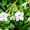 Jasmine Aztec Nicotiana Seeds – (Ornamental Flowering Tobacco) Nicotiana Alata Flower – photo 3