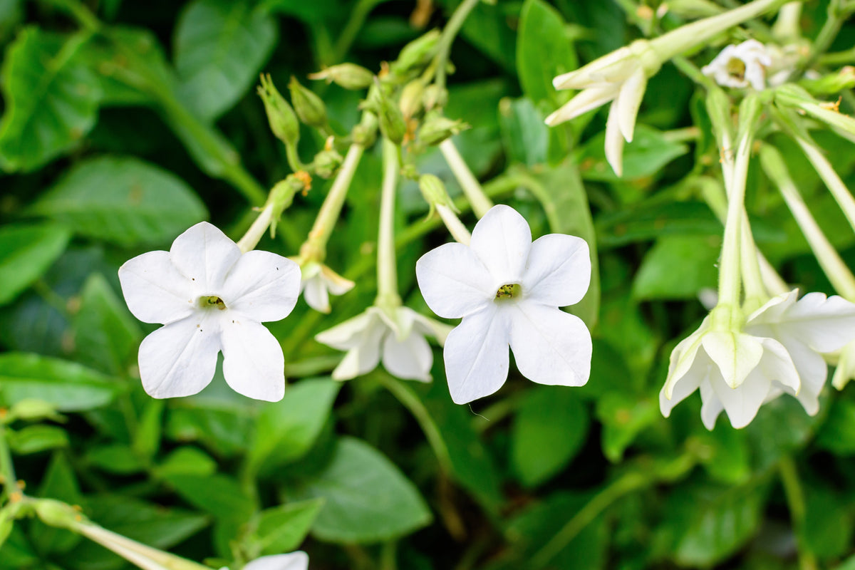 Jasmine Aztec Nicotiana Seeds – (Ornamental Flowering Tobacco) Nicotiana Alata Flower – photo 3