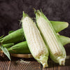 100 Truckers Favorite WHITE SWEET CORN Zea Mays Vegetable Seeds