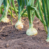 250 ECLIPSE ONION White Sweet Allium Cepa Vegetable Seeds