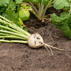 300 WHITE EGG TURNIP Brassica Rapa Vegetable Seeds