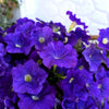100 DWARF Alderman BLUE PETUNIA Nana Compacta Purple Flower Seeds