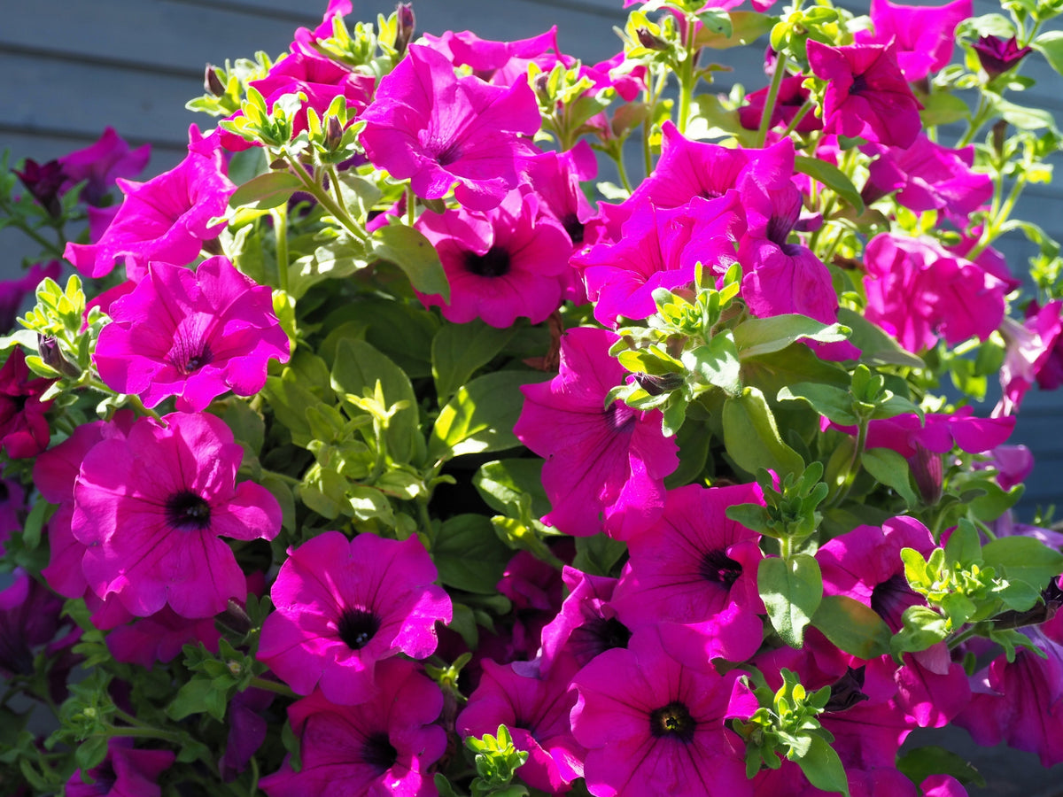 Shanin Petunia Seeds – Integrifolia Violacea Pink Purple Wild Flower – photo 6