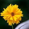 1000 YELLOW SAND COREOPSIS Lanceolata Lanceleaf Tickseed Flower Seeds