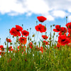 Red American Legion (Corn / Shirley / Flanders) Poppy Papaver Rhoeas Flower Seeds – photo 2