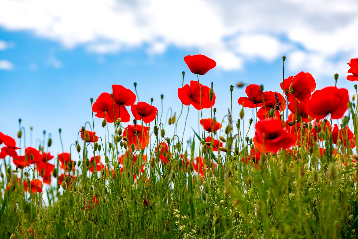 Red American Legion (Corn / Shirley / Flanders) Poppy Papaver Rhoeas Flower Seeds – photo 2