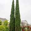 20 MEDITERRANEAN CYPRESS TREE Italian Pencil Pine Cedar Cupressus Sempervirens Stricta Seeds