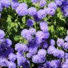 100 Dwarf BLUE MINK AGERATUM Houstonianum Fuzzy Double West Indies Flower Seeds