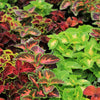 Mixed Colors Coleus Rainbow Mix Seeds – Shade Houseplant Solenostemon Flower – photo 2