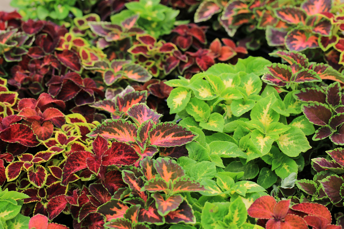 Mixed Colors Coleus Rainbow Mix Seeds – Shade Houseplant Solenostemon Flower – photo 2
