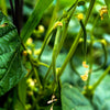 Burpee Stringless Green Pod Bean French Phaseolus Vulgaris Vegetable Seeds – photo 5