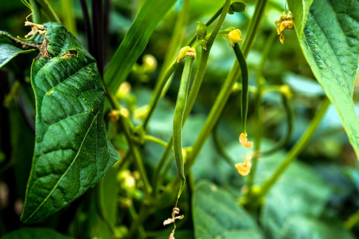 Burpee Stringless Green Pod Bean French Phaseolus Vulgaris Vegetable Seeds – photo 5