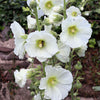 25 WHITE HOLLYHOCK Alcea Rosea Flower Seeds Perennial