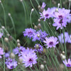 20 Blue CUPIDS DART aka ' LOVE plant ' Catananche Caerulea Flower Seeds
