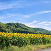Early Mammoth Russian Sunflower Seeds – Helianthus Annuus Flower – photo 5
