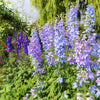 100 ROCKET LARKSPUR DELPHINIUM Consolida Giant Imperial Mixed Colors Flower Seeds